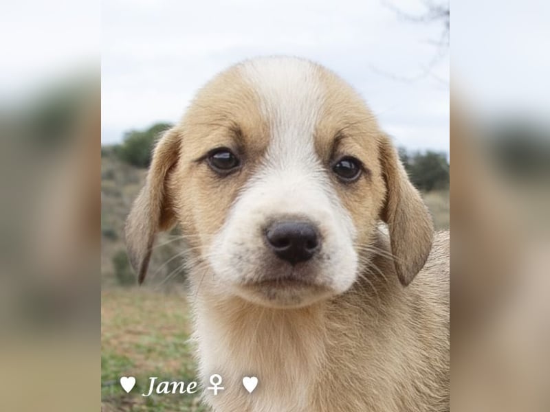 Juna, Julie, Joanna und Jill  suchen ab Dezember  ein Zuhause