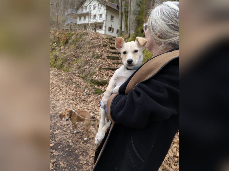 Kleiner Willie in der Südpfalz zu besuchen