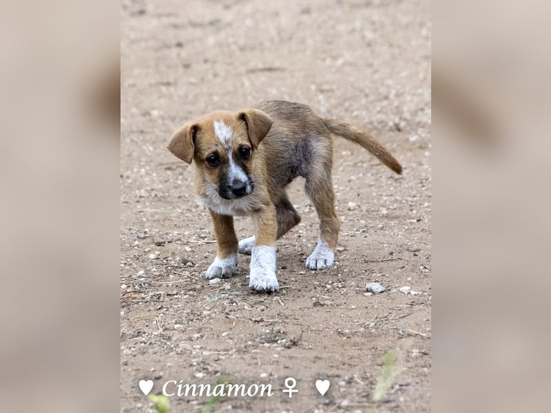 Copper m., Cinnamon w. und Carmella w. suchen  ein Zuhause