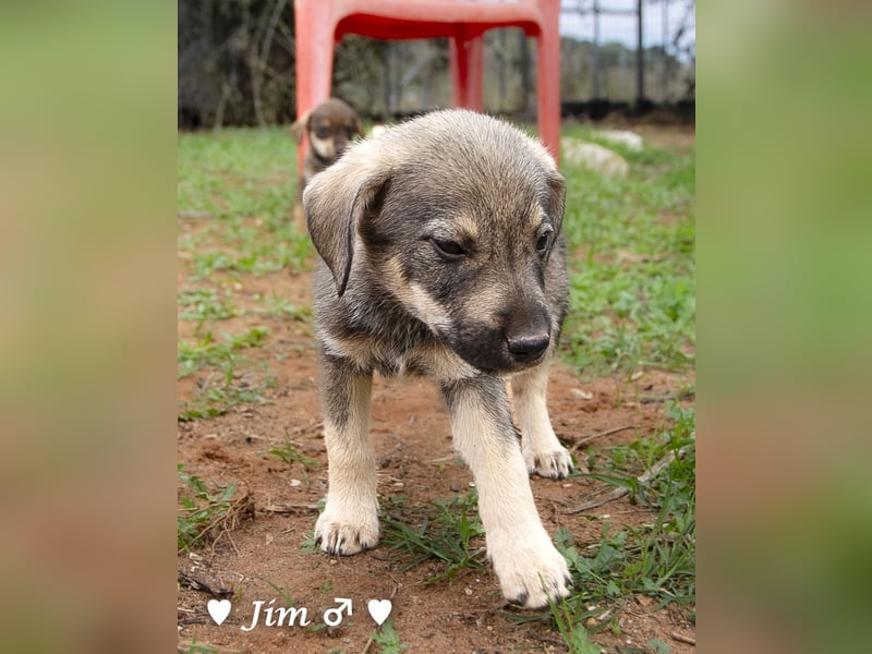 Jack, John und Jim suchen ab Januar ein Zuhause