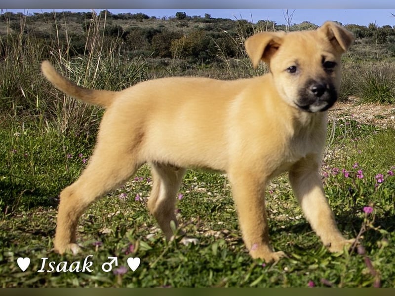 Inka und ihre Welpen suchen ein Zuhause