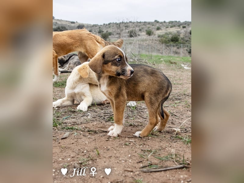 Juna, Julie, Joanna und Jill  suchen ab Dezember  ein Zuhause