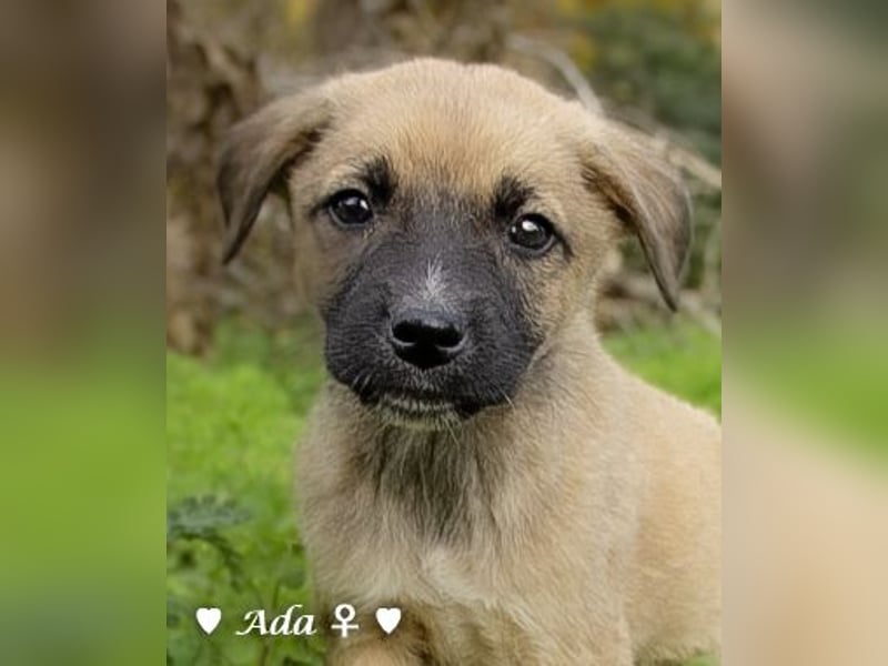 Sechs süße Welpen  suchen ein Zuhause