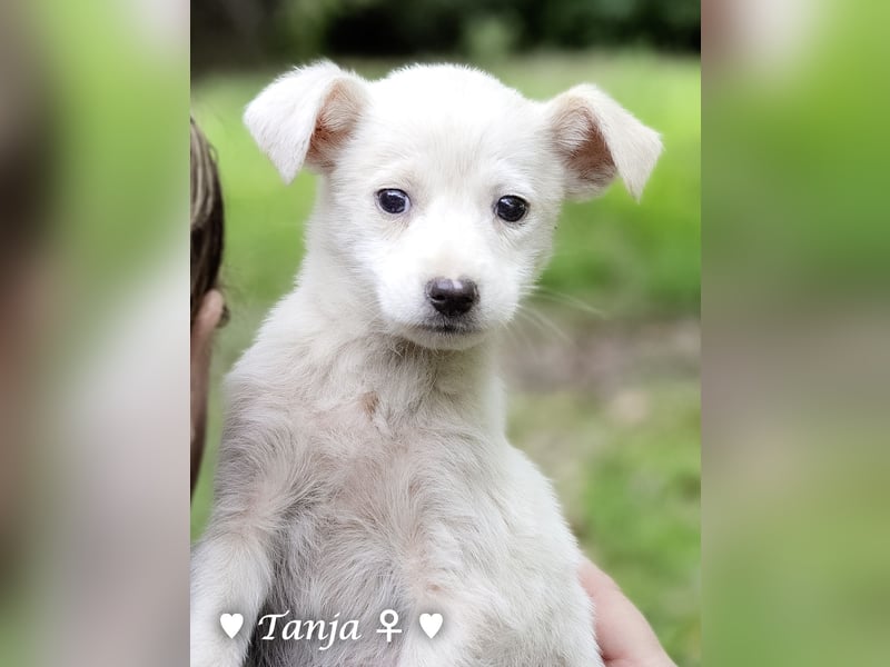 Die Winzlinge Tilly, Tilda und Tanja suchen ab Januar ein Zuhause