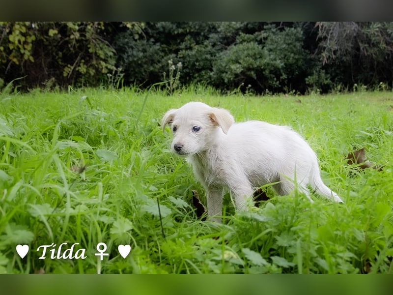 Die Winzlinge Tilly, Tilda und Tanja suchen ab Januar ein Zuhause