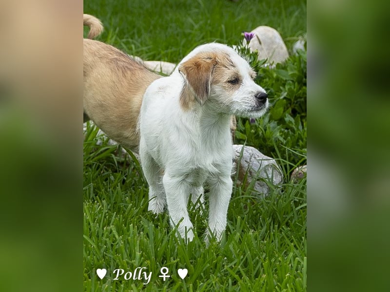 Polly und Molly suchen ein Zuhause
