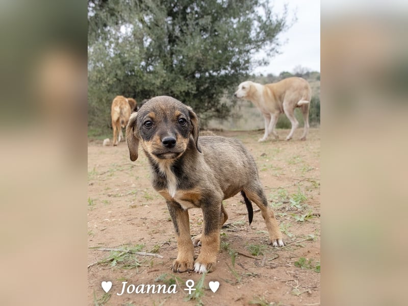 Juna, Julie, Joanna und Jill  suchen ab Dezember  ein Zuhause