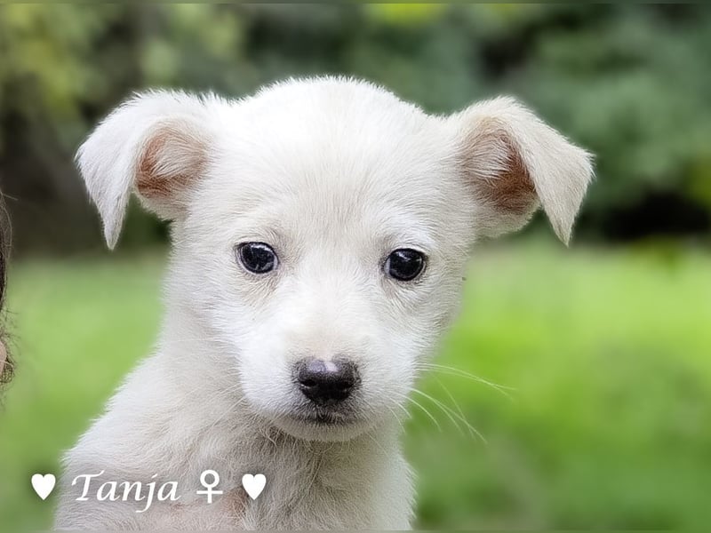 Die Winzlinge Tilly, Tilda und Tanja suchen ab Januar ein Zuhause