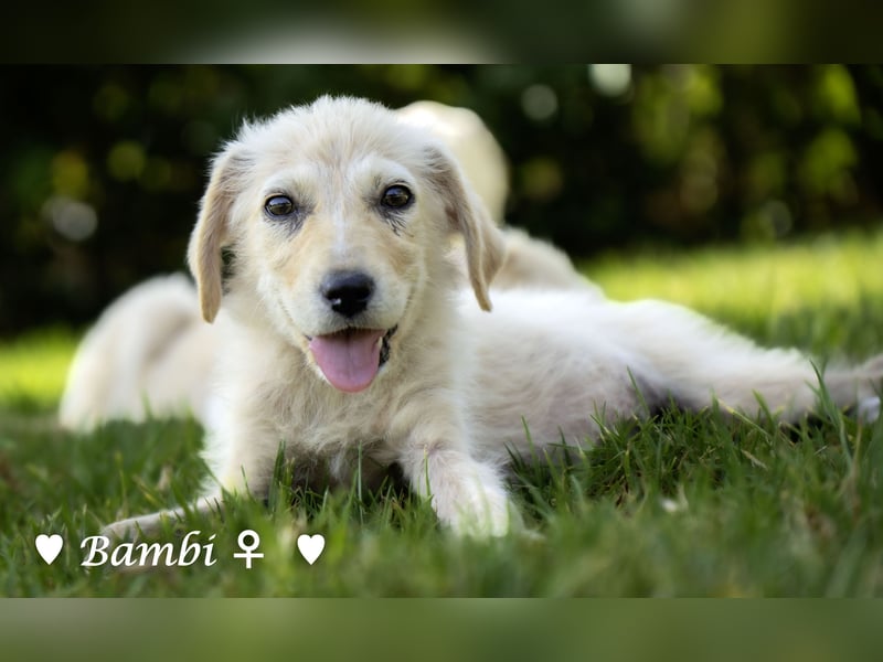 Update: Mischlingswelpen Bado,  Bilko und Bambi  suchen ein Zuhause