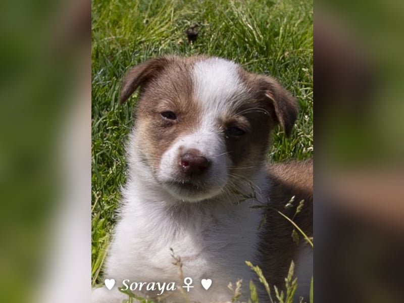 Soraya sucht  ein Zuhause (reserviert)