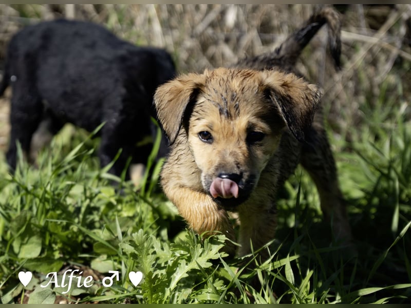 Alfie und seine Geschwister suchen ein Zuhause