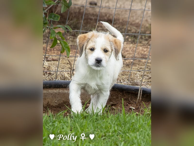 Polly und Molly suchen ein Zuhause