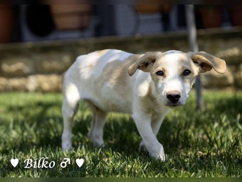 Update: Mischlingswelpen Bado,  Bilko und Bambi  suchen ein Zuhause