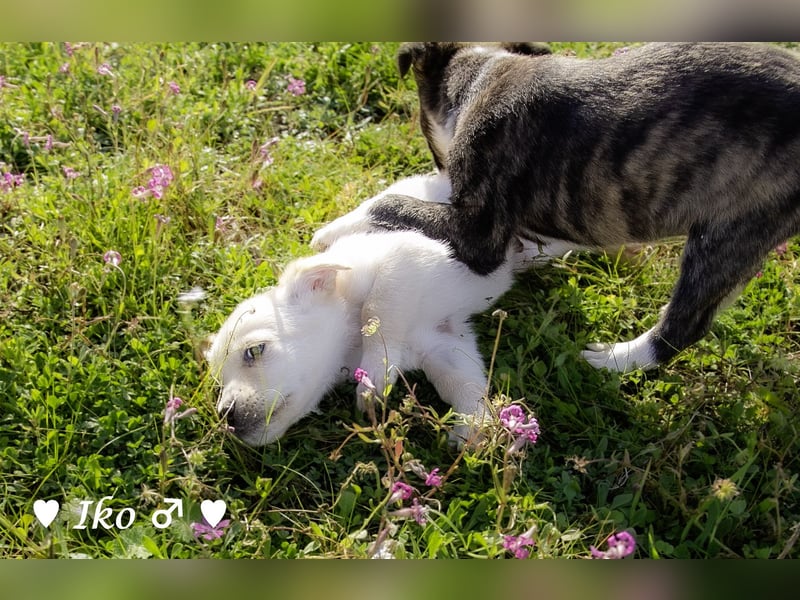 Inka und ihre Welpen suchen ein Zuhause