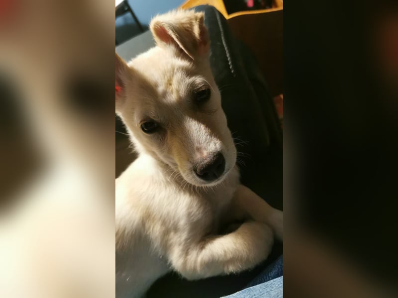 Kleiner Willie in der Südpfalz zu besuchen