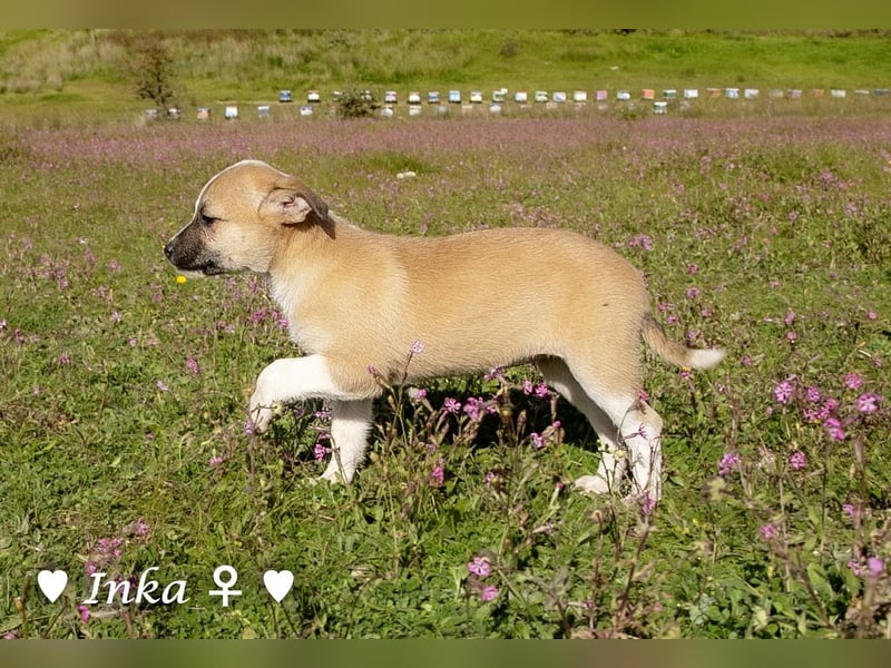 Inka und ihre Welpen suchen ein Zuhause