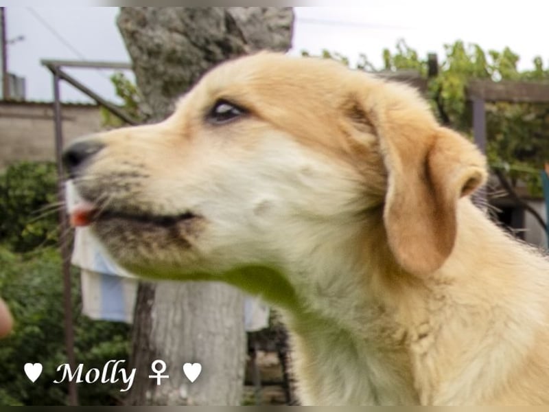Polly und Molly suchen ein Zuhause