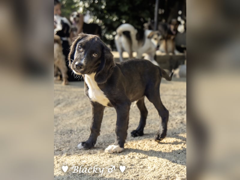 Bilko und  Blacky  suchen ein Zuhause