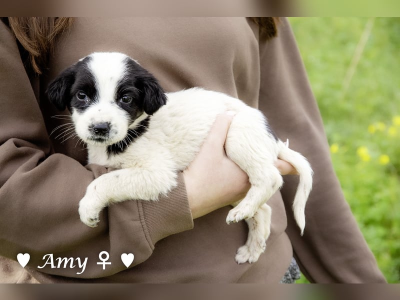 Sechs süße Welpen  suchen ein Zuhause