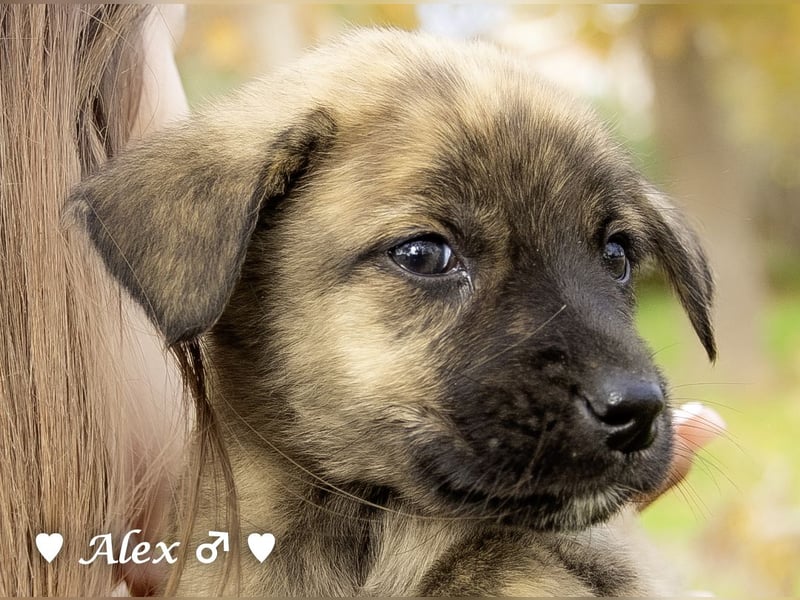 Sechs süße Welpen  suchen ein Zuhause