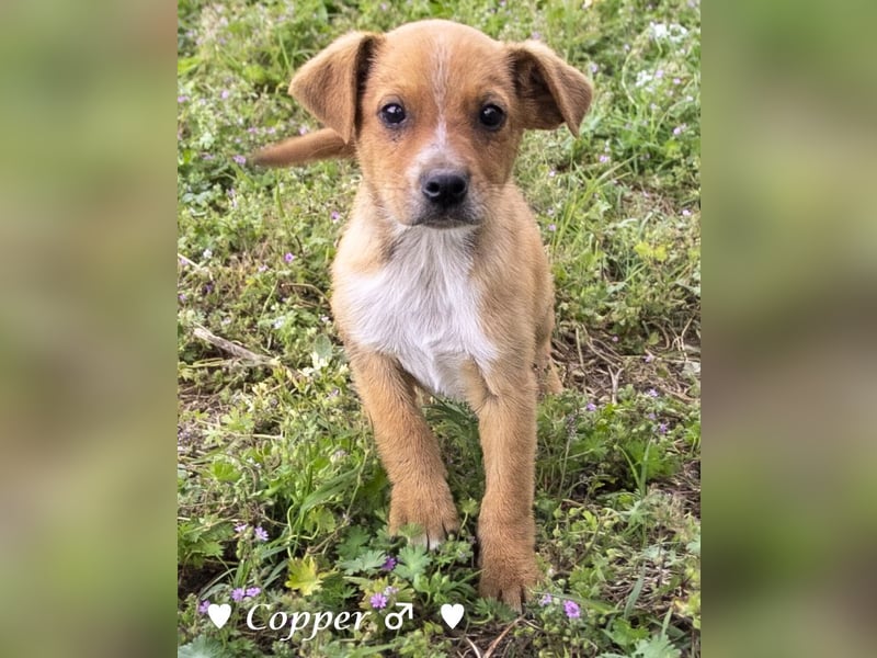 Copper m., Cinnamon w. und Carmella w. suchen  ein Zuhause