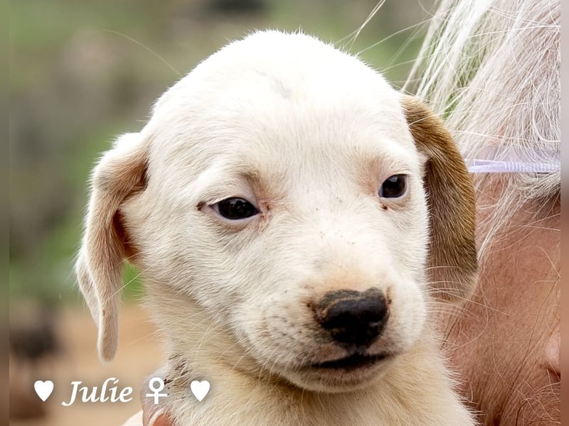 Juna, Julie, Joanna und Jill  suchen ab Dezember  ein Zuhause