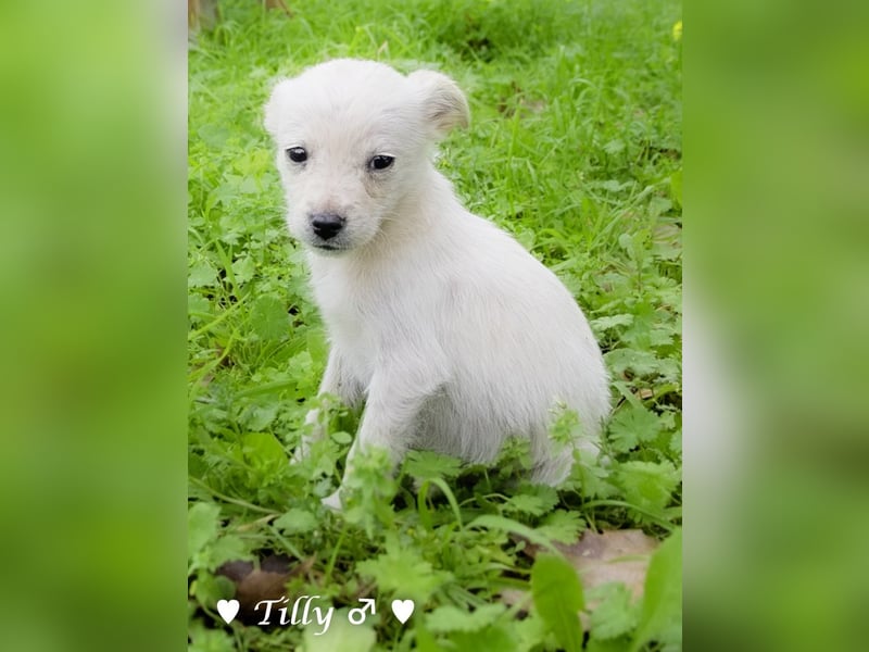 Die Winzlinge Tilly, Tilda und Tanja suchen ab Januar ein Zuhause
