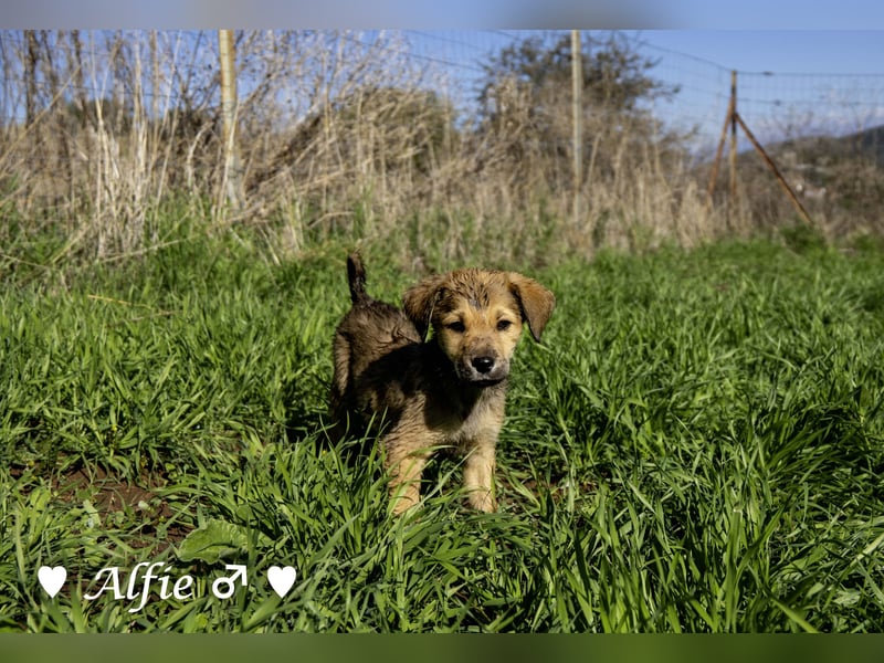 Alfie und seine Geschwister suchen ein Zuhause