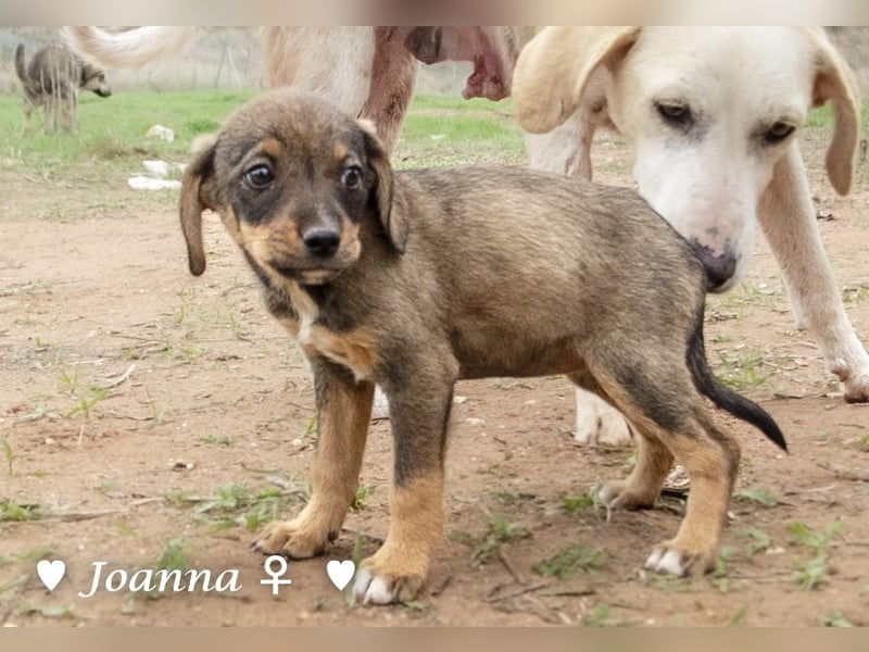 Juna, Julie, Joanna und Jill  suchen ab Dezember  ein Zuhause