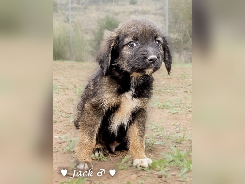 Jack, John und Jim suchen ab Januar ein Zuhause