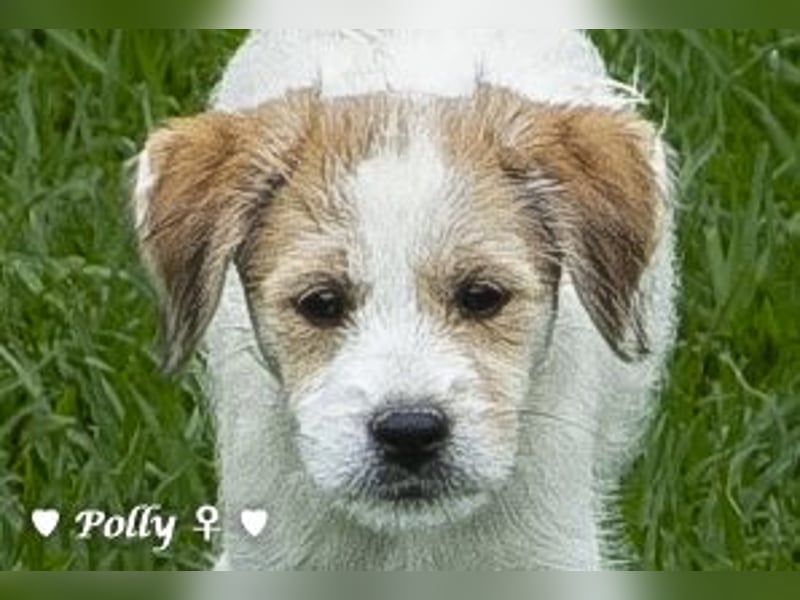 Polly und Molly suchen ein Zuhause