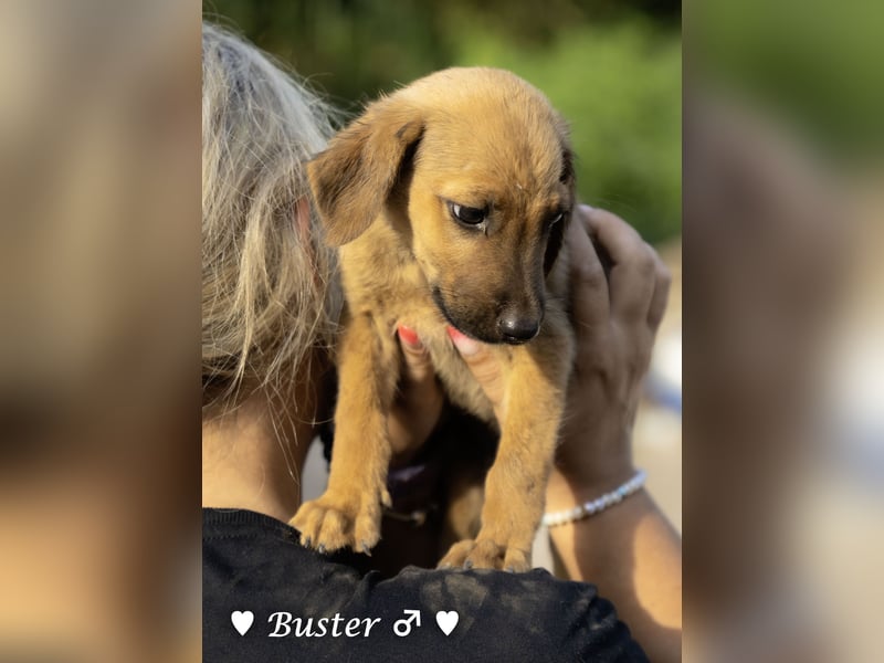 Buster sucht ein Zuhause