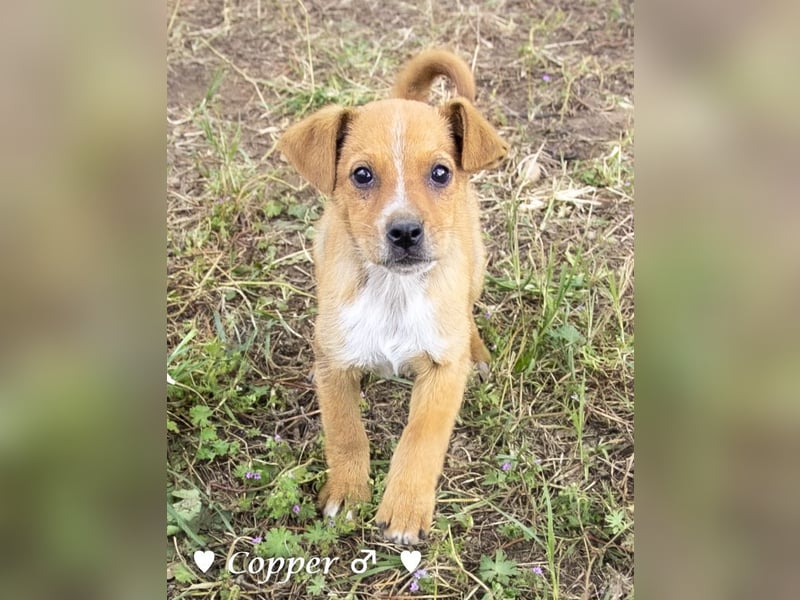 Copper m., Cinnamon w. und Carmella w. suchen  ein Zuhause