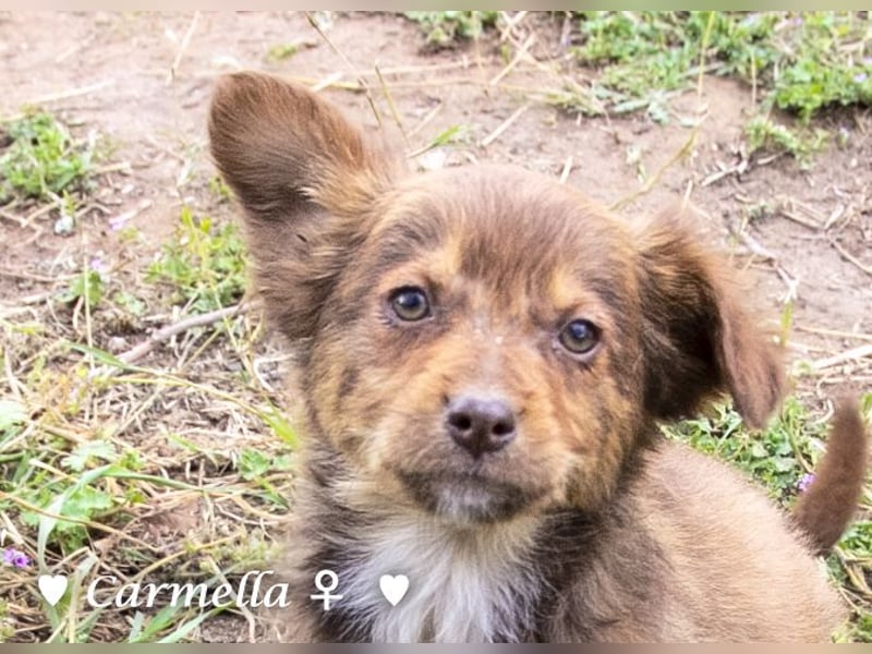 Copper m., Cinnamon w. und Carmella w. suchen  ein Zuhause