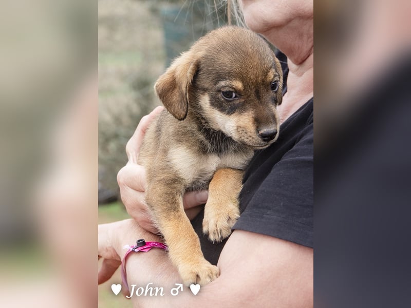 Jack, John und Jim suchen ab Januar ein Zuhause