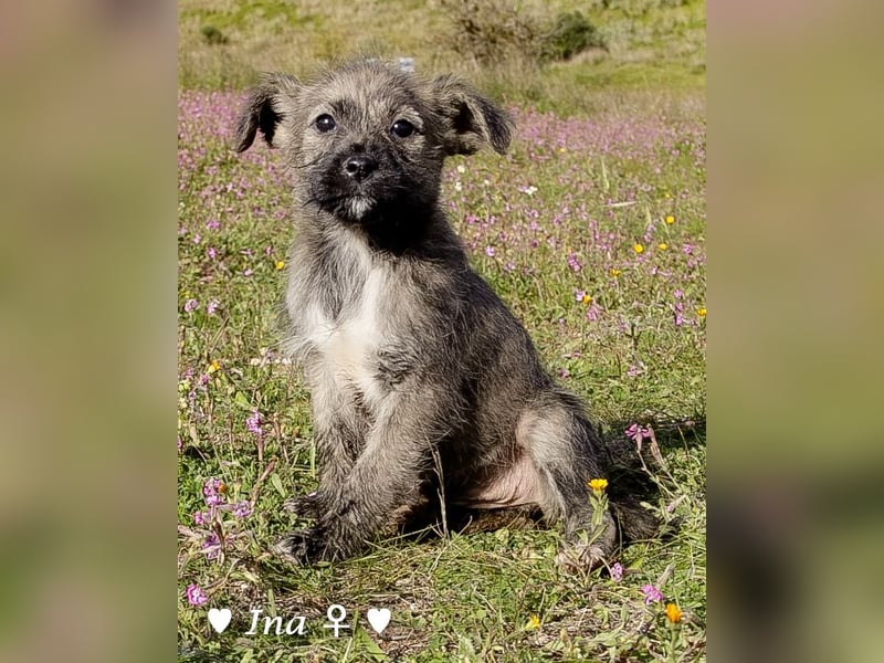 Inka und ihre Welpen suchen ein Zuhause