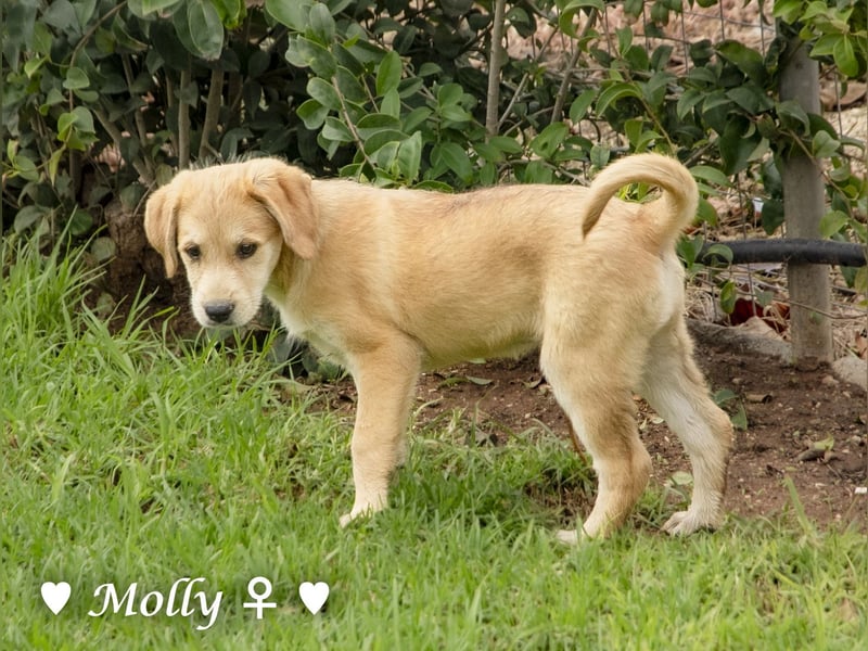 Polly und Molly suchen ein Zuhause