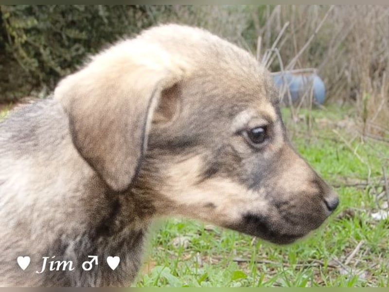 Jack, John und Jim suchen ab Januar ein Zuhause