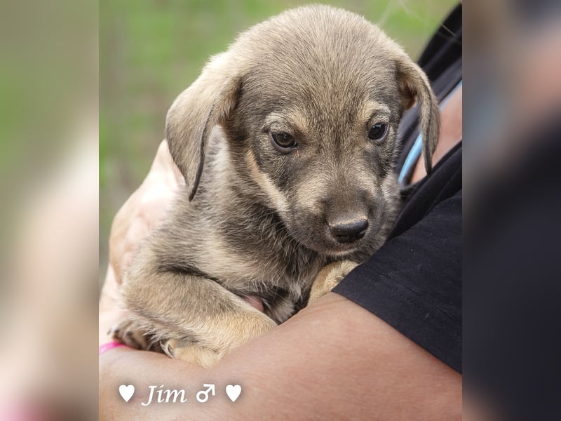 Jack, John und Jim suchen ab Januar ein Zuhause
