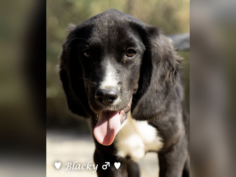 Buster, Blacky und Rataplan suchen ein Zuhause