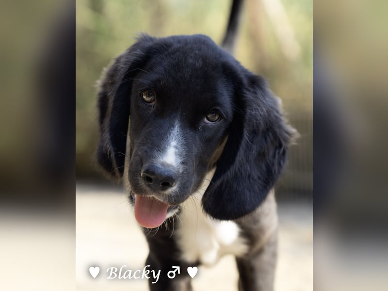 Buster, Blacky und Rataplan suchen ein Zuhause