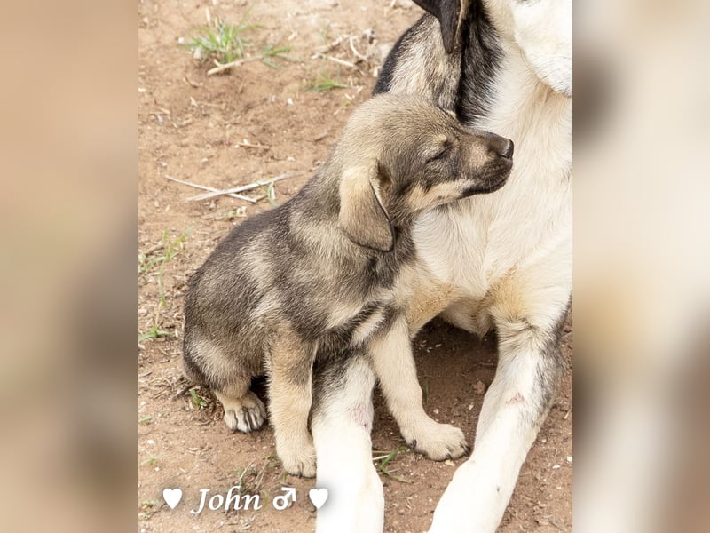 Jack, John und Jim suchen ab Januar ein Zuhause