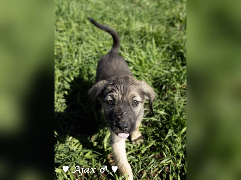 Alfie und seine Geschwister suchen ein Zuhause