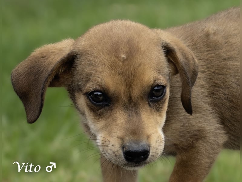 Update: nur noch ein Kokoni sucht ein Zuhause ab August