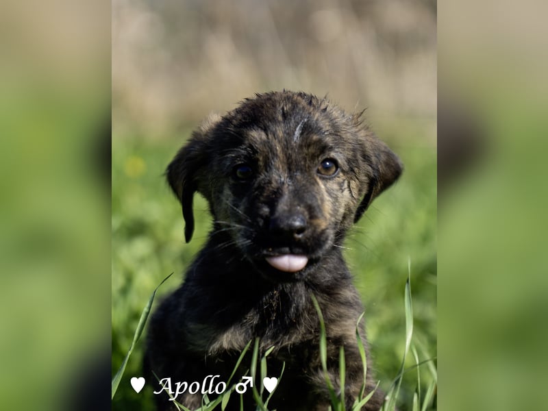 Alfie und seine Geschwister suchen ein Zuhause