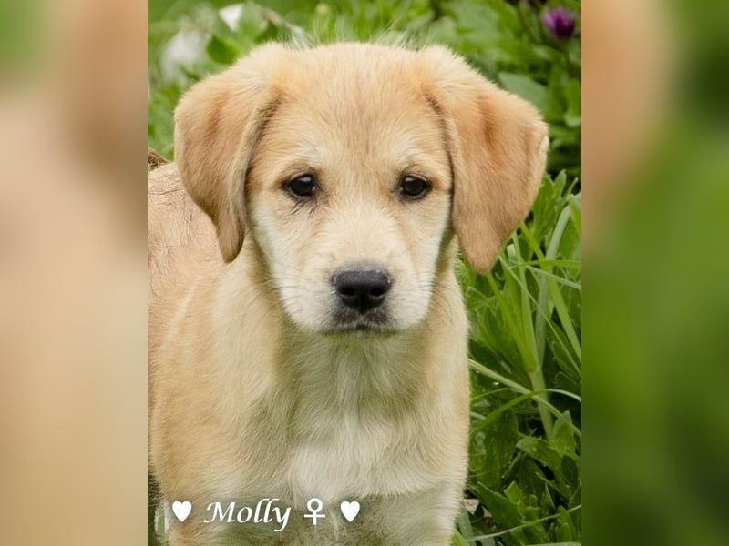 Polly und Molly suchen ein Zuhause