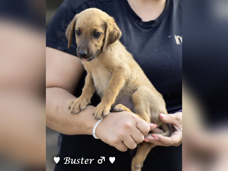 Buster sucht ein Zuhause