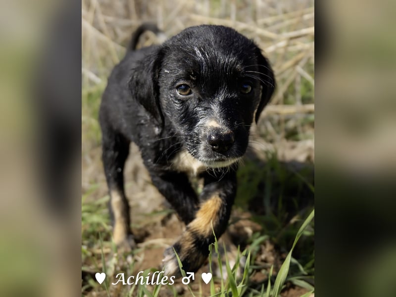 Alfie und seine Geschwister suchen ein Zuhause