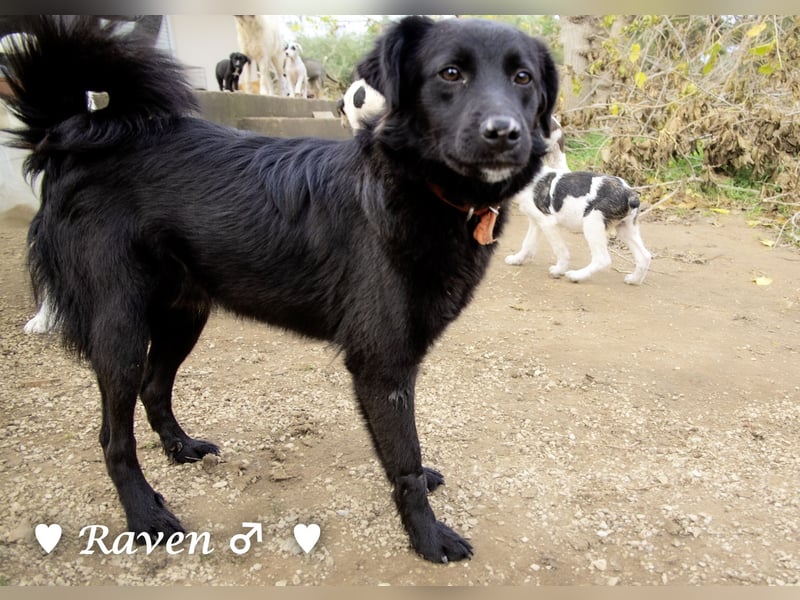 Raven sucht ab Januar ein Zuhause