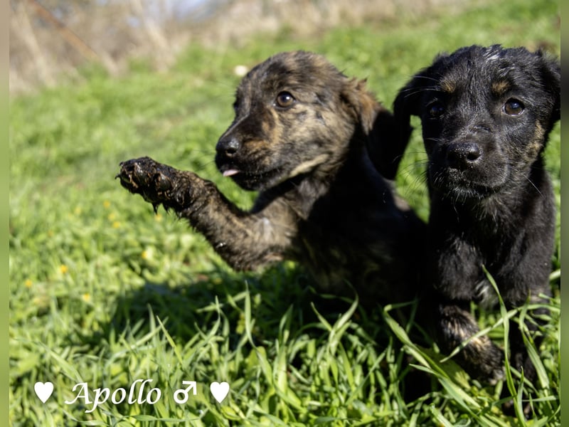 Alfie und seine Geschwister suchen ein Zuhause